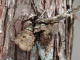 Echinodontium ballouii
