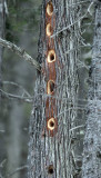 Woodpecker holes