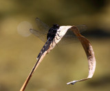Pin-tailed Pondhawk - Erythemis plebeja