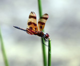 Halloween Pennant - Celithemis eponina