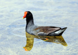 Common Gallinule - Gallinula galeata