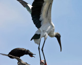 Double-crested Cormorant - Phalacrocorax auritus (chasing off a Wood Stork)