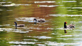 Common Gallinules - Gallinula galeata with chicks