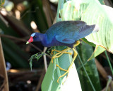 Purple Gallinule - Porphyrio martinicus