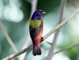 Painted Bunting - Passerina ciris