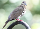 White-winged Dove - Zenaida asiatica