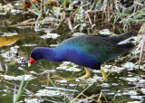 Purple Gallinule - Porphyrio martinicus