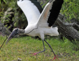 Wood Stork - Mycteria americana