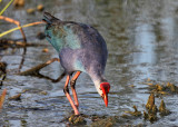  Gray-headed Swamphen - Porphyrio poliocephalus 