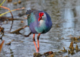  Gray-headed Swamphen - Porphyrio poliocephalus 