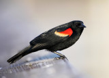 Red-winged Blackbird - Agelaius phoeniceus 