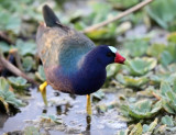 Purple Gallinule - Porphyrio martinicus