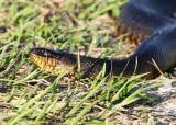 Florida Green Water Snake - Nerodia floridana