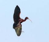 Glossy Ibis - Plegadis falcinellus