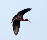 Glossy Ibis - Plegadis falcinellus