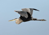 Great Blue Heron - Ardea herodias