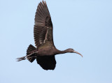 Glossy Ibis - Plegadis falcinellus