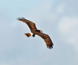 Snail Kite - Rostrhamus sociabilis