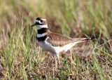 Killdeer - Charadrius vociferus