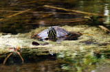 Florida Red-bellied Cooter - Pseudemys nelsoni