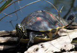 Florida Red-bellied Cooter - Pseudemys nelsoni