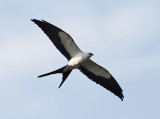 Swallow-tailed Kite - Elanoides forficatus