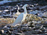 Snowy Egret - Egretta thula 