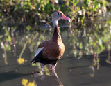 Black-bellied Whistling Duck - Dendrocygna autumnalis
