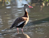 Black-bellied Whistling Duck - Dendrocygna autumnalis