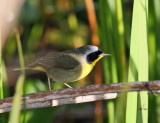 Common Yellowthroat - Geothlypis trichas