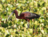 Glossy Ibis - Plegadis falcinellus