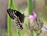 Palamedes Swallowtail - Papilio palamedes