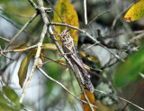 American Bird Grasshopper - Schistocerca americana