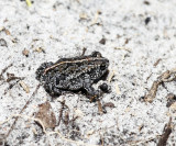 Oak Toad - Anaxyrus quercicus