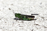 Southern Green-striped Grasshopper - Chortophaga viridifasciata australior