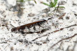 Southern Marbled Grasshopper - Spharagemon marmorata picta