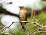 Palm Warbler - Setophaga palmarum