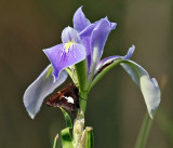 Silver-spotted Skipper - Epargyreus clarus (on Blue-flag Iris)