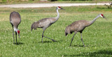 Sandhill Cranes - Grus canadensis
