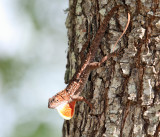 Brown Anole - Anolis sagrei