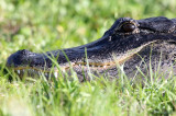 American Alligator - Alligator mississippiensis