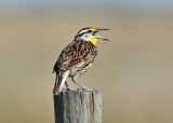 Eastern Meadowlark - Sturnella magna