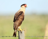 Crested Caracara - Caracara cheriway