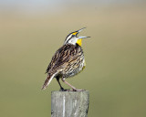 Eastern Meadowlark - Sturnella magna