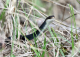 Southern Black Racer - Coluber constrictor priapus