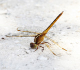 Needhams Skimmer - Libellula needhami (female)