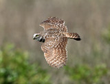 Burrowing Owl - Athene cunicularia