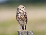 Burrowing Owl - Athene cunicularia