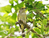 White-eyed Vireo - Vireo griseus