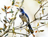 Florida Scrub-Jay - Aphelocoma coerulescens